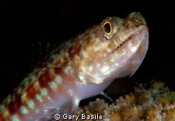 Lizardfish  I was taking a photo class when I saw this li... by Gary Basile 